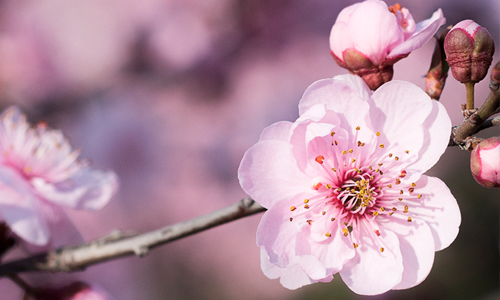 我公司成功中標(biāo)衛(wèi)輝市桃產(chǎn)業(yè)現(xiàn)代農(nóng)業(yè)產(chǎn)業(yè)園項目（運行管理）項目